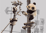 Panda revolution